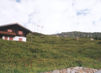 Koeien met bellen op de alp.