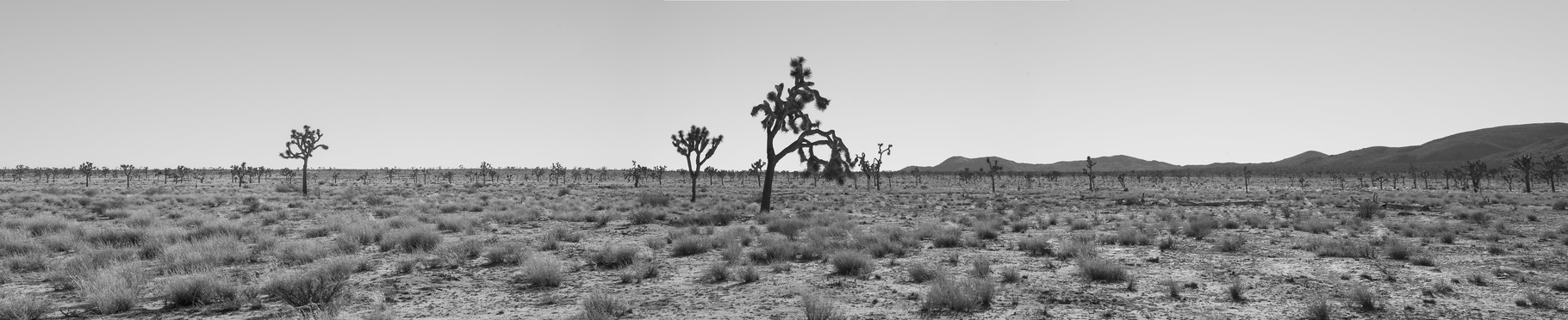 Foto: Ilaria Merli...Joshua Tree National Park