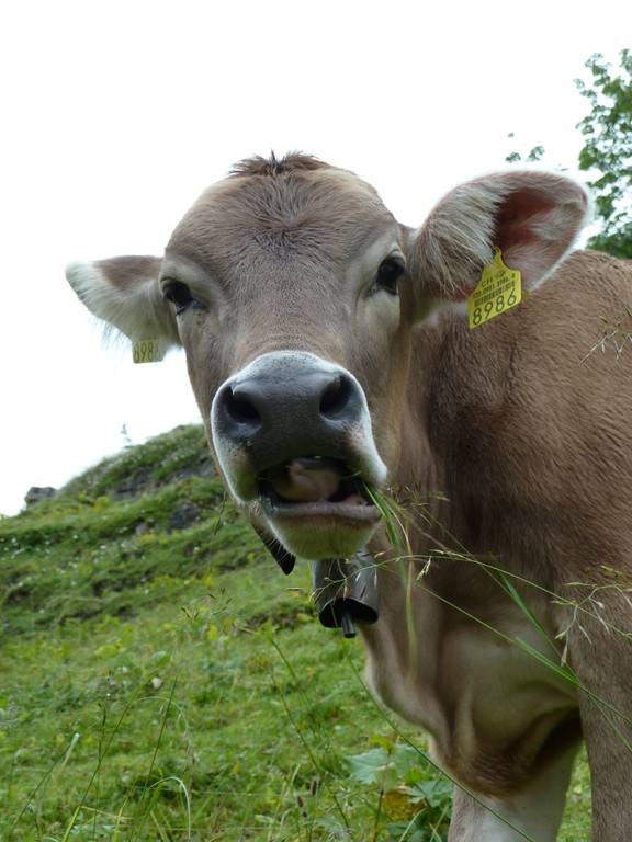 Ist kein Mitglied des Musikverein Grüningen!
