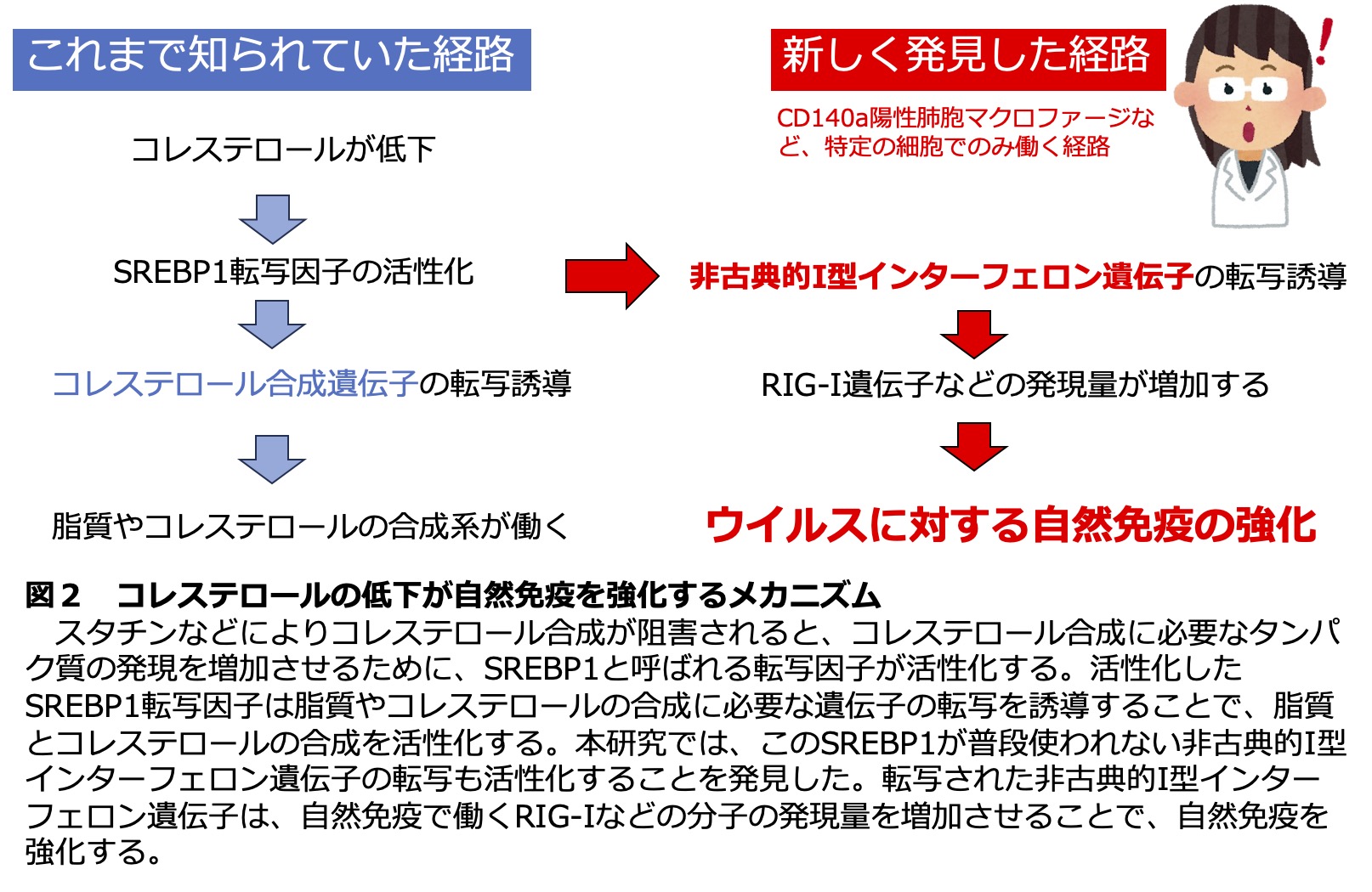 最強の免疫 最強の免疫: ルネ・カントンの海水療法 完全なミネラルバランス