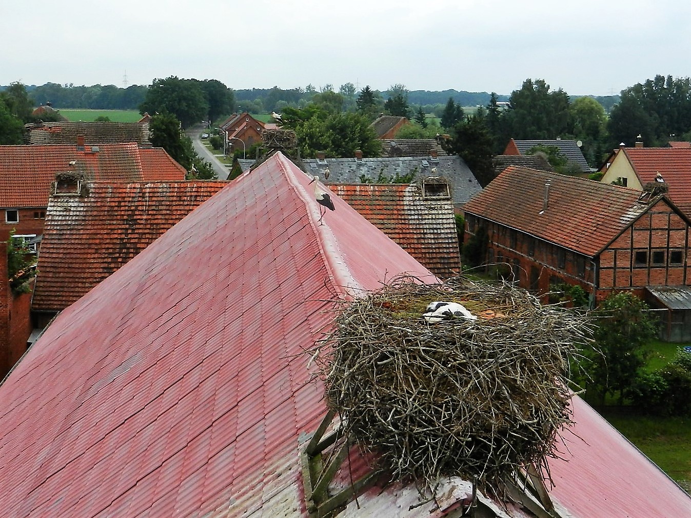 Beim Herannahen der Hebebühne verlässt der Altstorch das Nest und beobachtet das Treiben aus sicherer Entfernung