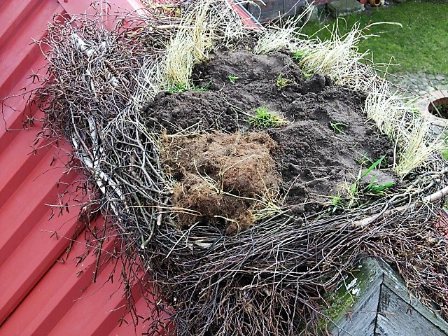 Das Innere des Nestes wird zur Auffüllung und Beschwerung mit Grassoden, Stroh usw. ausgepolstert