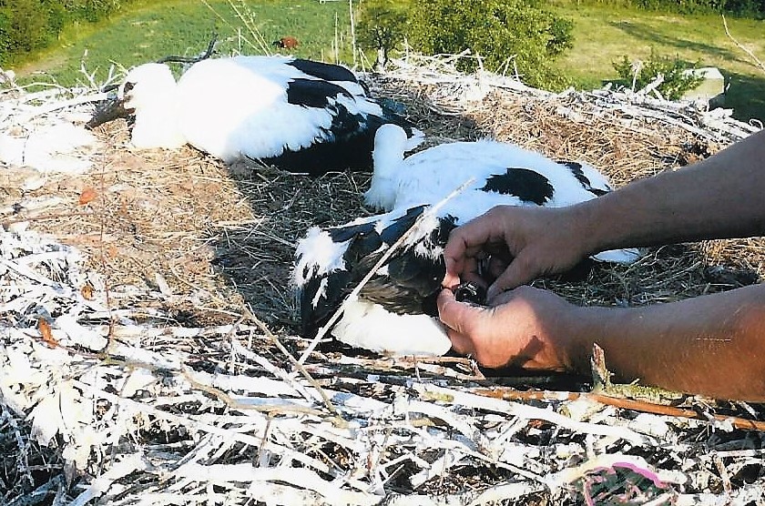 Die Jungstörche verhalten sich während der Beringung ruhig