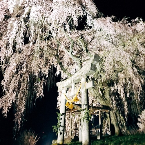 黒川地区天満神社の枝垂れ桜ライトアップ