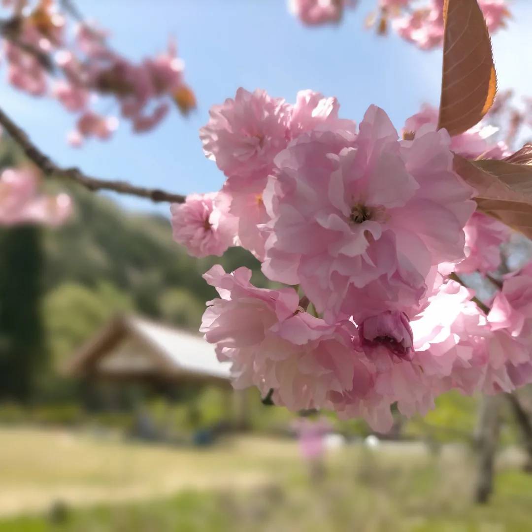 八重桜が満開です！