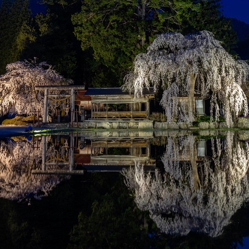 青屋神明神社の枝垂れ桜ライトアップ