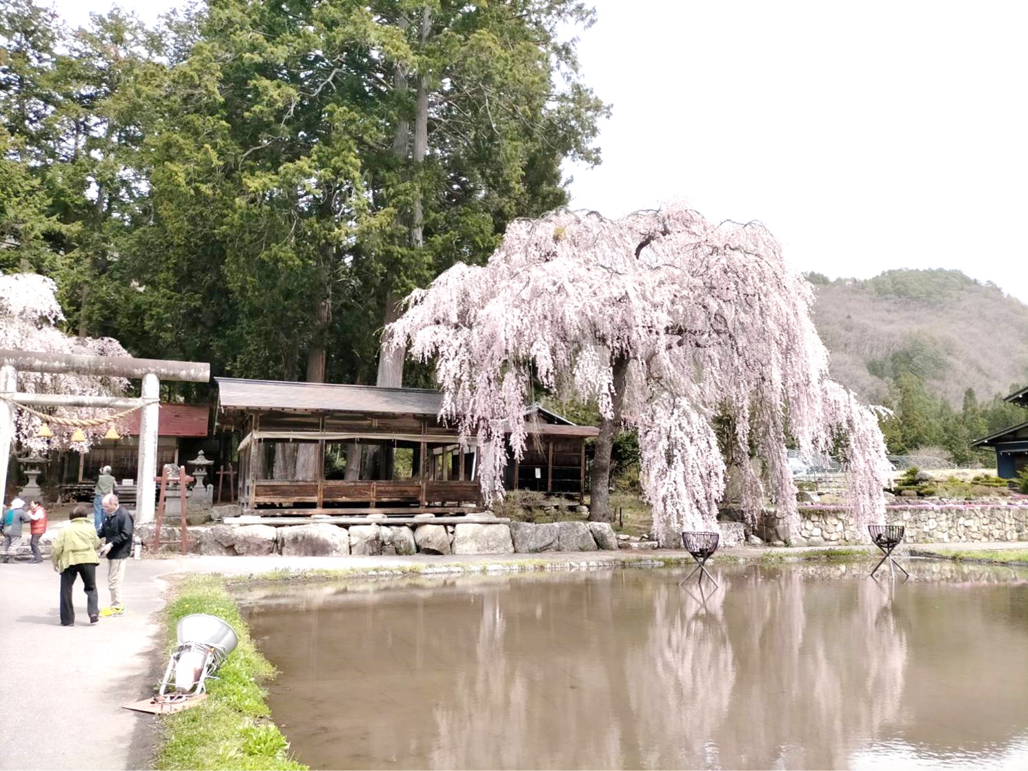青屋神明神社の子桜…満開