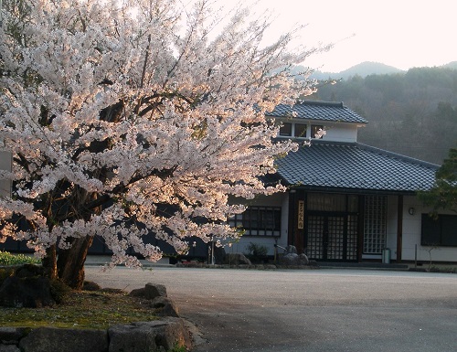 立岩地区　立岩神社境内　枝垂れ桜