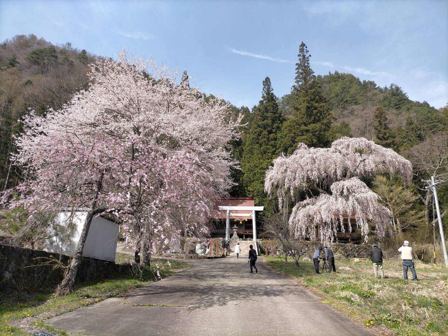 浅井神明神社の枝垂れ桜…満開