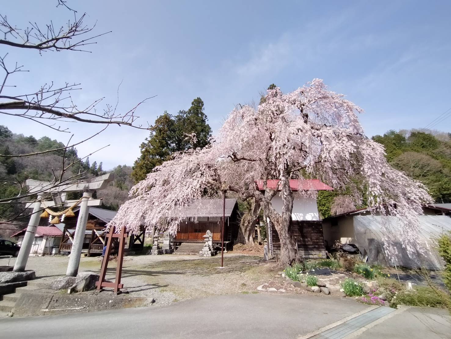 立岩神社の枝垂れ桜…満開