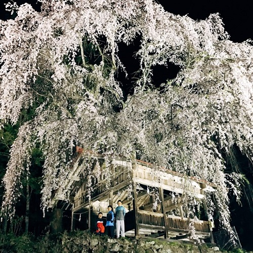 浅井神明神社の枝垂れ桜ライトアップ