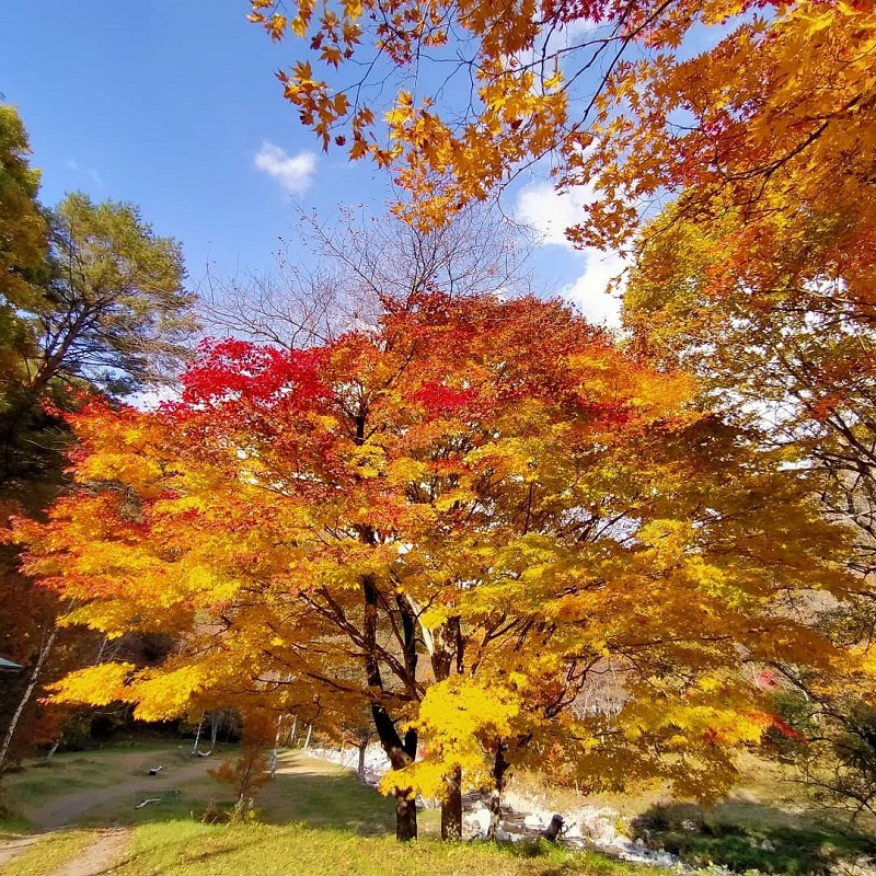 飛騨あさひ紅葉情報　カクレハ編