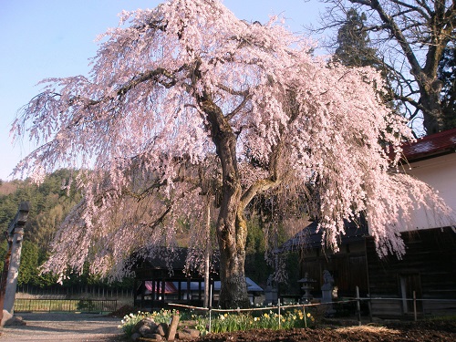 立岩地区　立岩神社境内　枝垂れ桜
