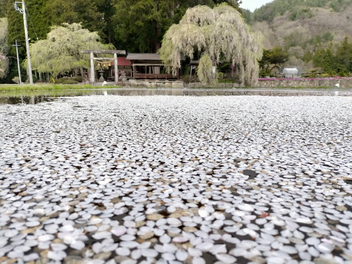 枝垂れ桜の花は散りました