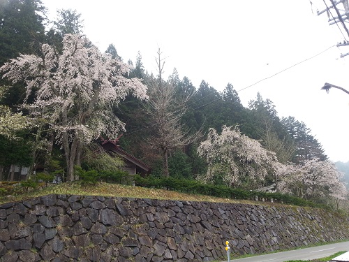 立岩地区　立岩神社境内　枝垂れ桜