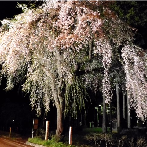 万石地区薬師堂の枝垂れ桜ライトアップ