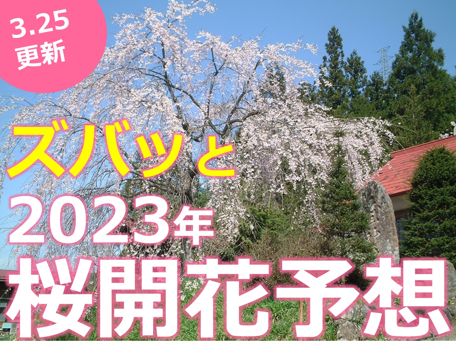 開花スピードUP！？2023年桜開花＆見頃予測