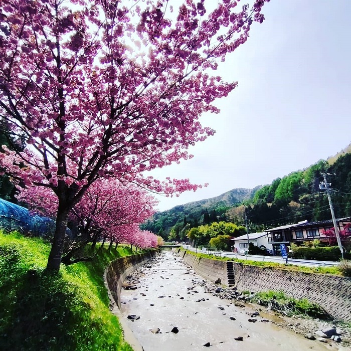 西洞川の八重桜が見ごろ