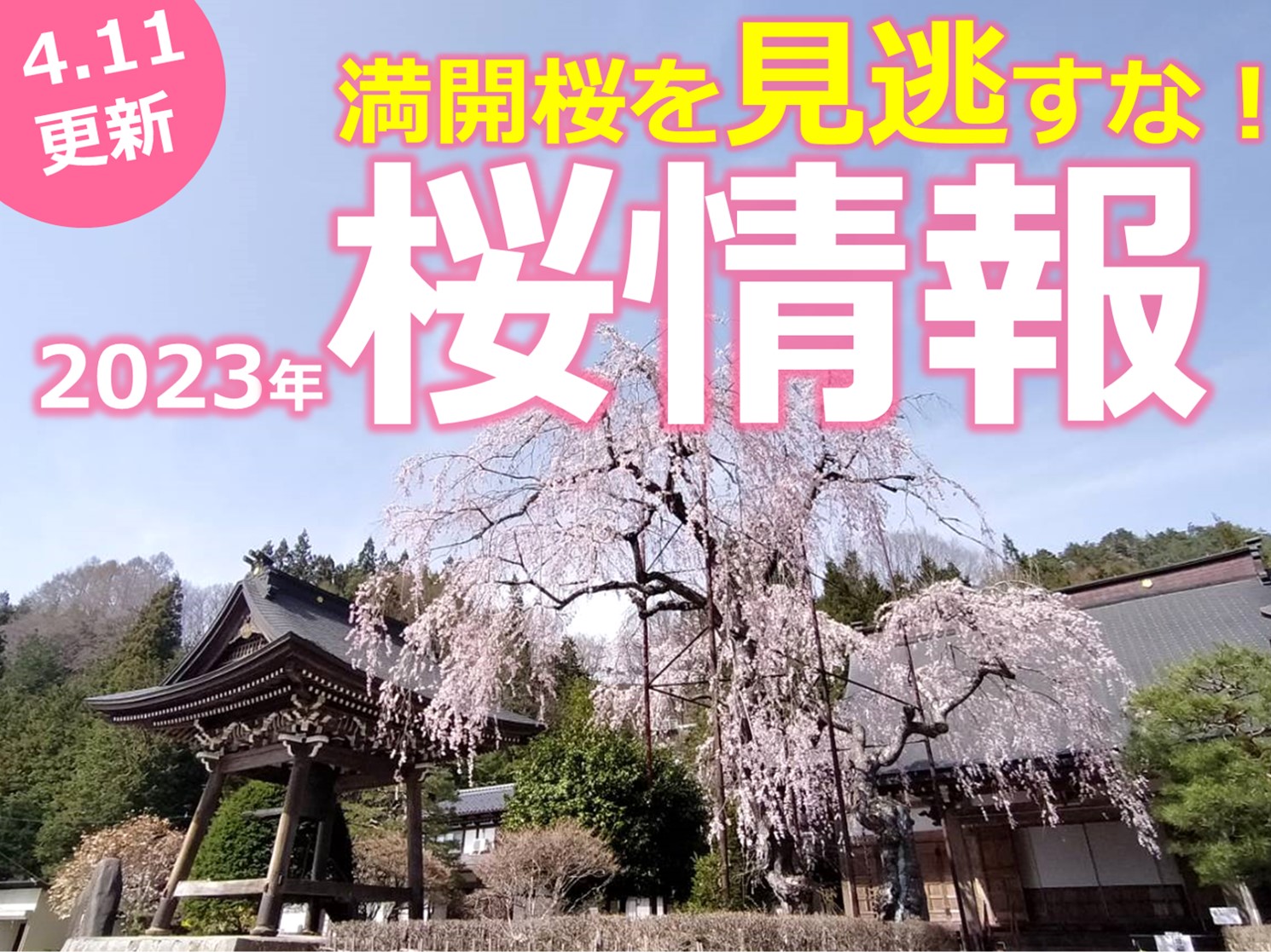 満開！飛騨あさひ桜！4/11桜の写真