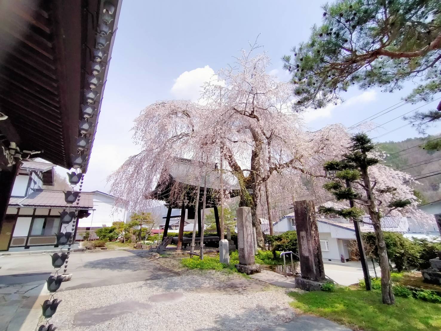 秋神の桜が満開です