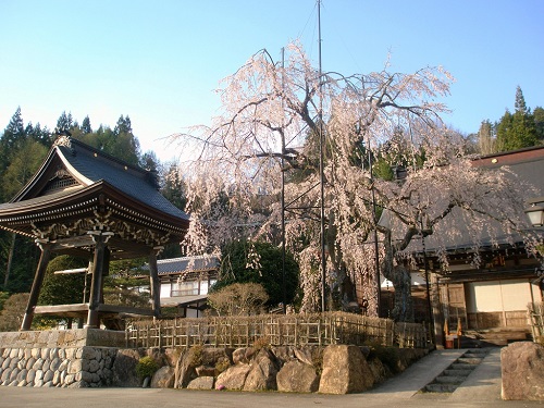 高山市朝日町枝垂れ桜ランキング第４位宝蓮寺の枝垂れ桜『阿弥陀桜』