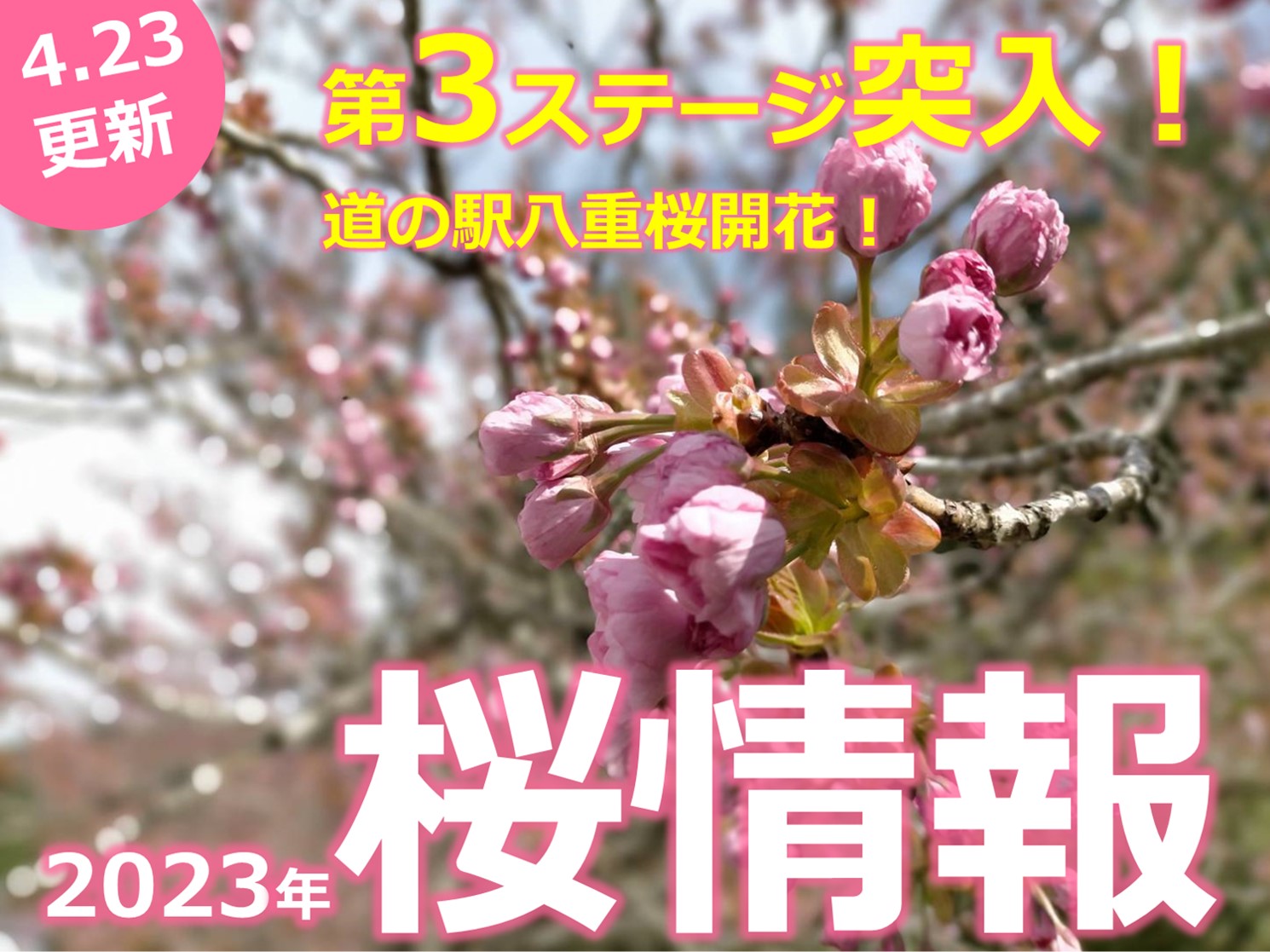 八重桜開花！4/23の桜写真