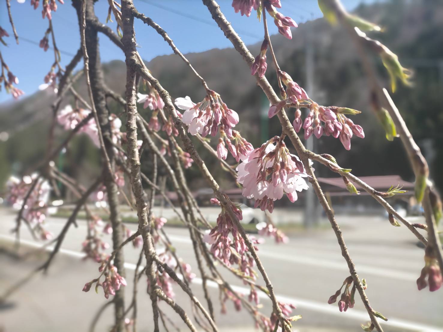 飛騨あさひの桜、遂に開花！