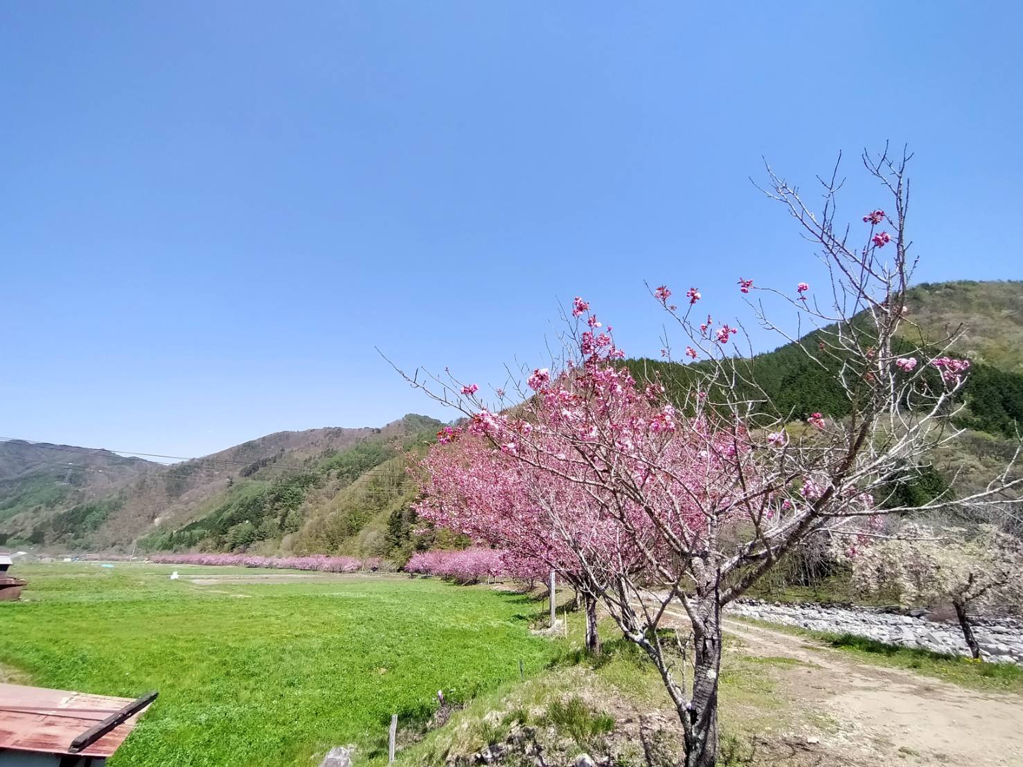 秋神の八重桜、過去で一番早い開花か！？