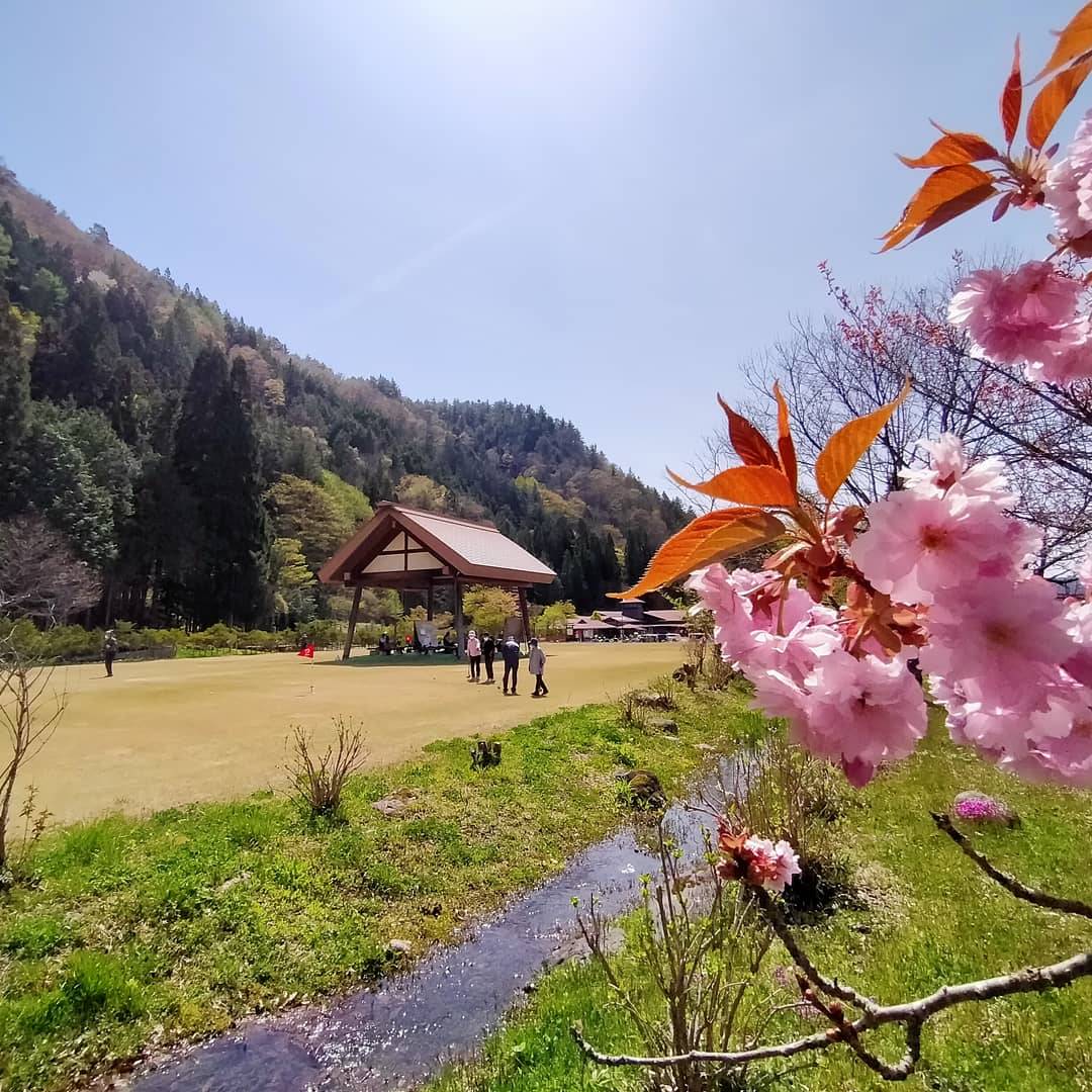 飛騨あさひ桜情報0504