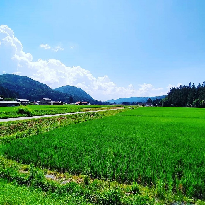 田舎で夏休み「癒しの田んぼ道」