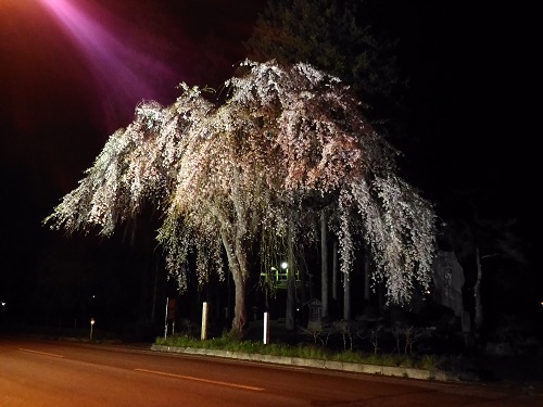 高山市朝日町枝垂れ桜ランキング第７位薬師堂の枝垂れ桜