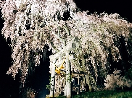 高山市朝日町枝垂れ桜ランキング第３位天満神社境内の枝垂れ桜