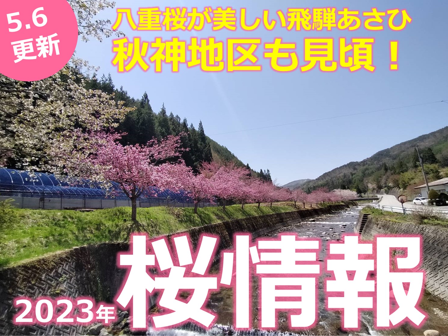 5/6写真　秋神の八重桜見頃です！