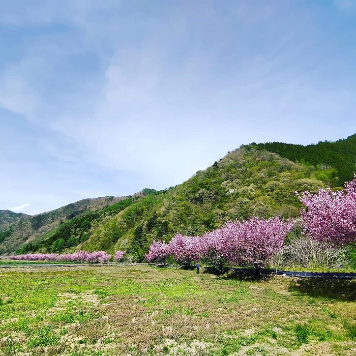 八重桜何本あるでしょう？