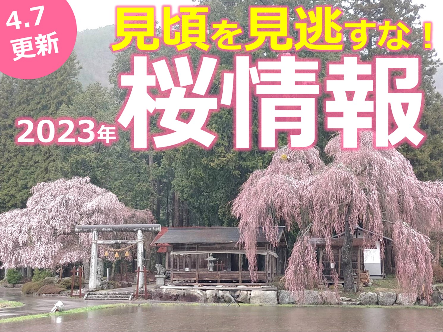 見頃を見逃すな！4月7日の桜写真