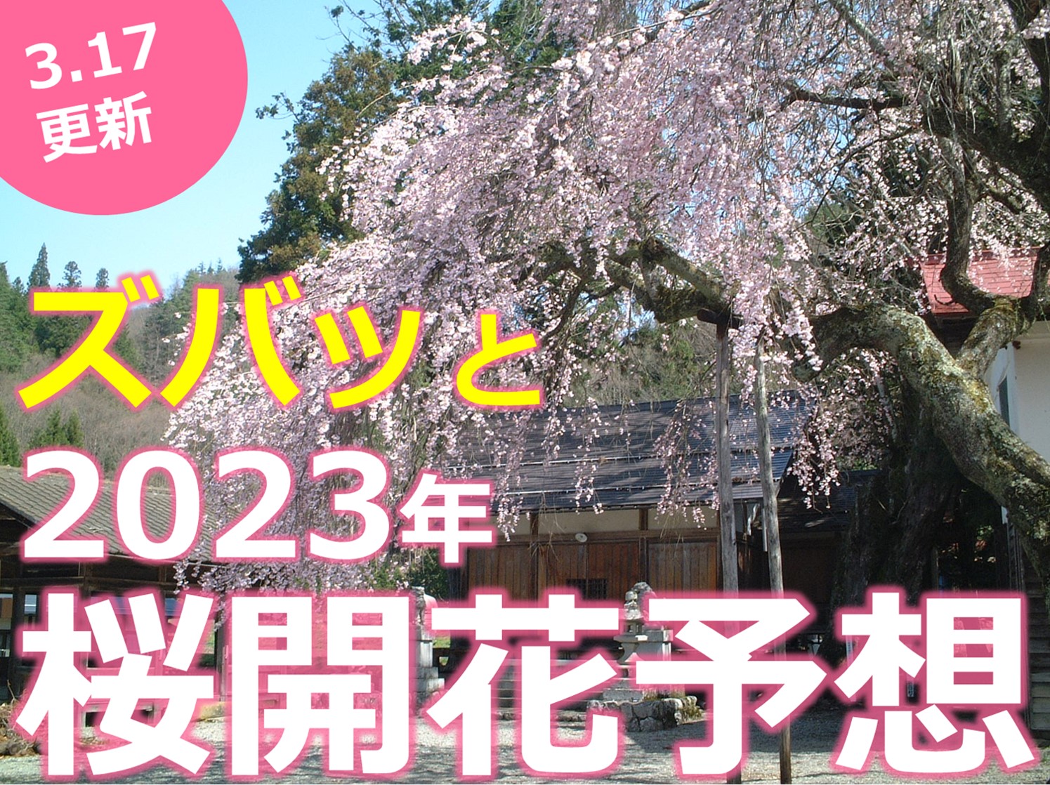 ズバッと予想！2023年桜開花＆見頃予測