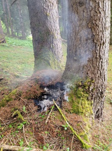 Glutnest im Wald und Ölspur