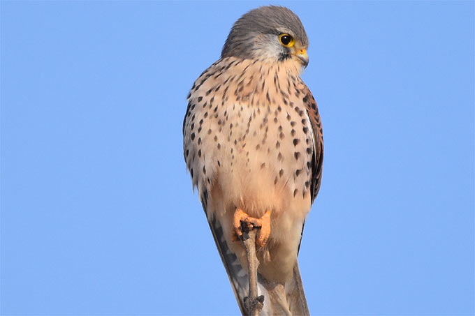 Turmfalke; Foto: Manfred Ziegler