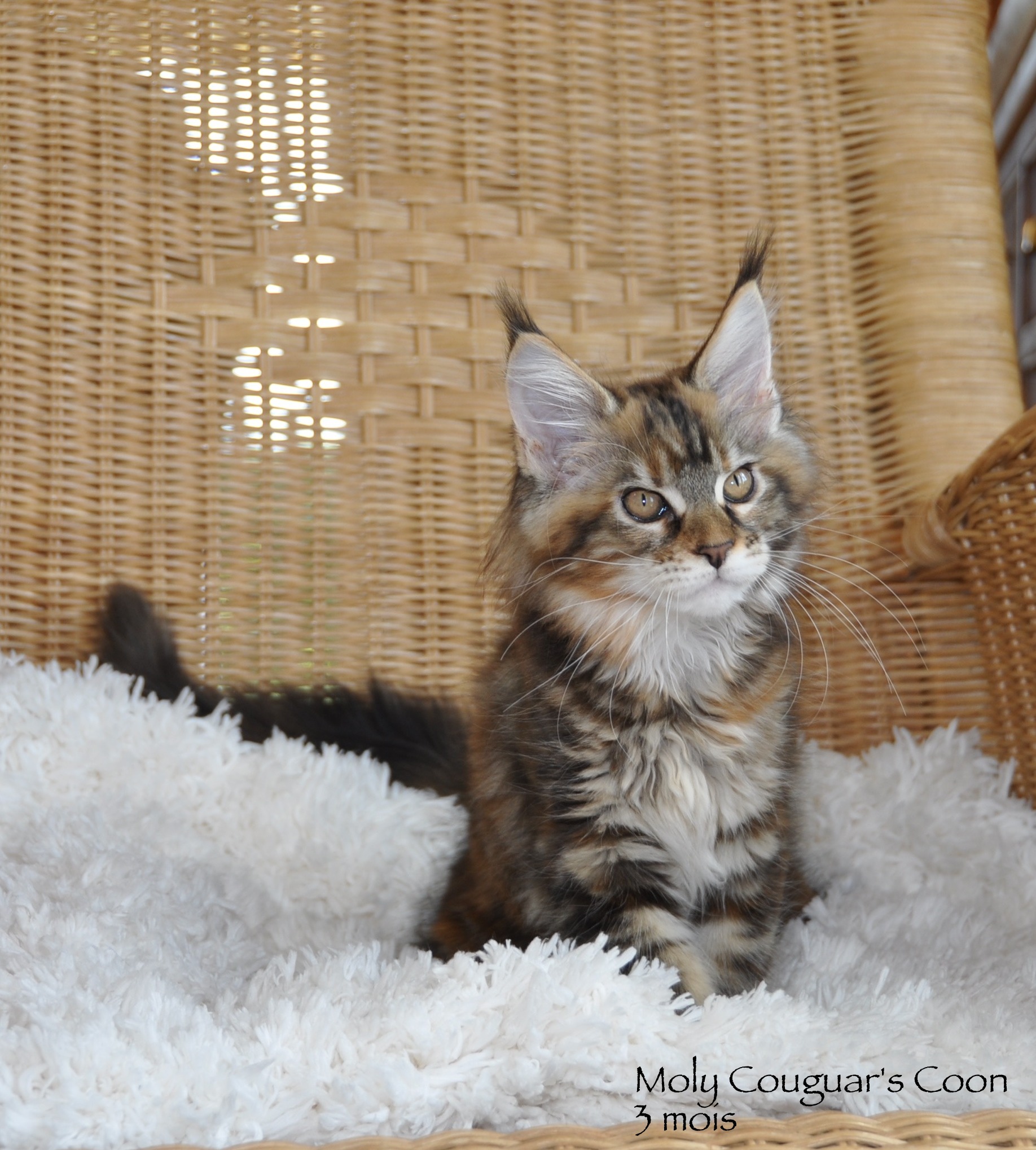 Nos bébés Elevage maine coon couguarscoon