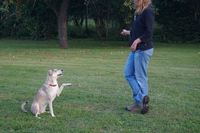 Lucy beim Pfötchenspiel