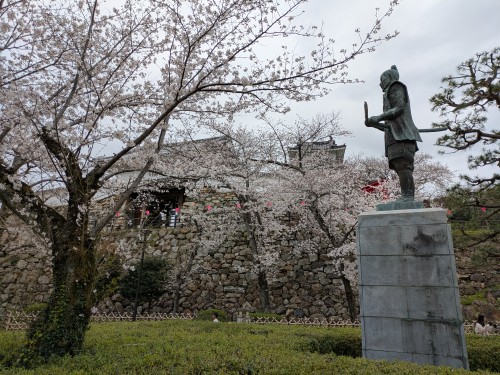 浜松城公園にお花見に行ってきました