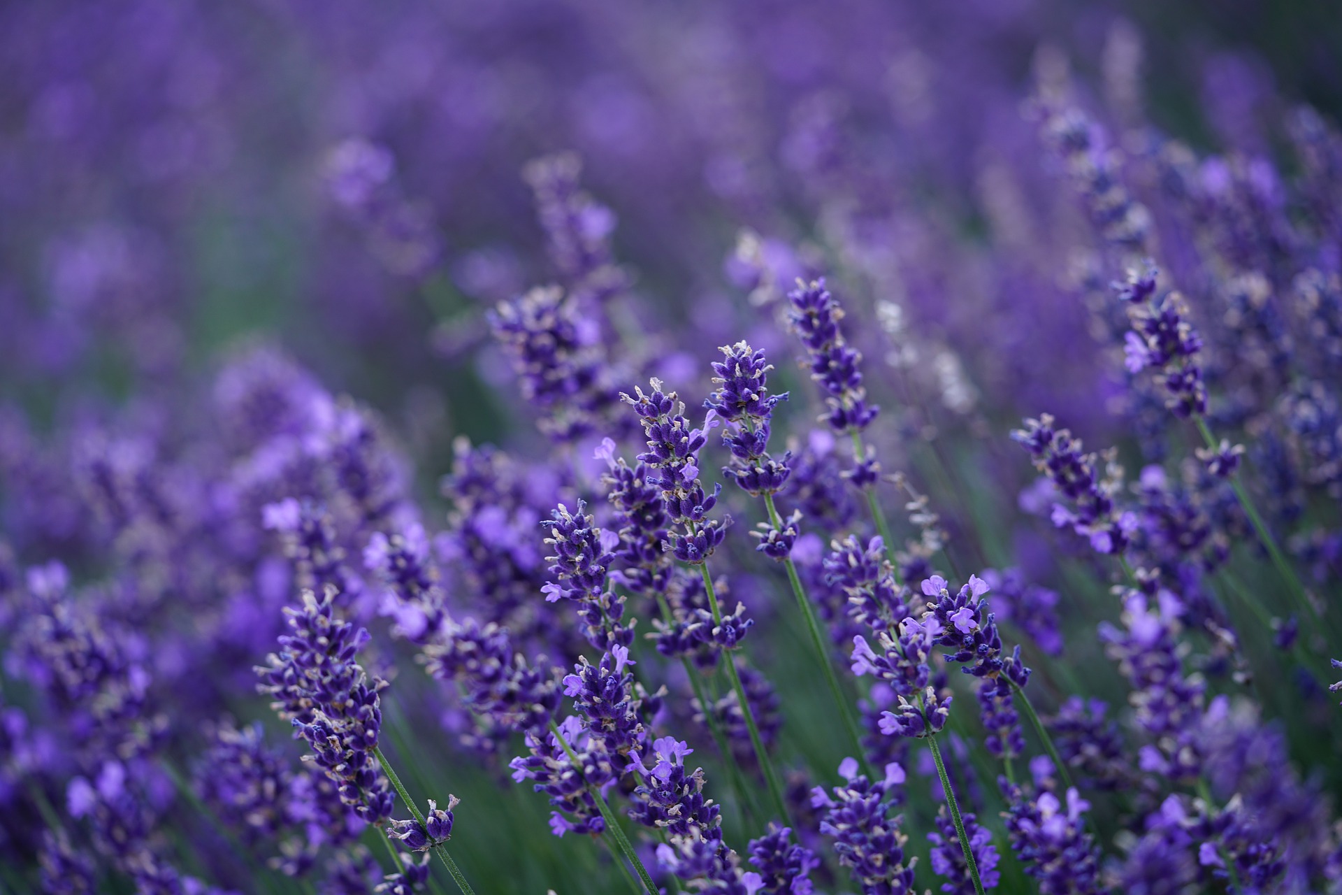Lavendel- der Begleiter in die Balance
