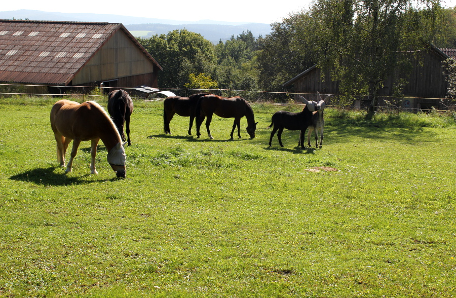 Pferde und Esel in Steinrinnen bei Bernhardswald