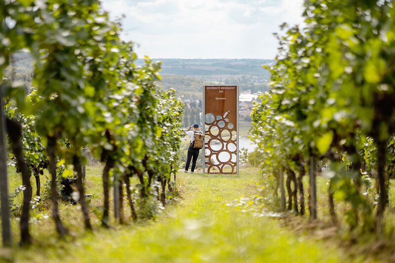 Wanderer steht am Weinberg an der Schönsten Weinsicht 2020 in Diesbar-Seußlitz