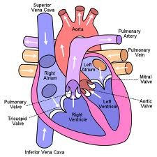 Read about the circulatory system