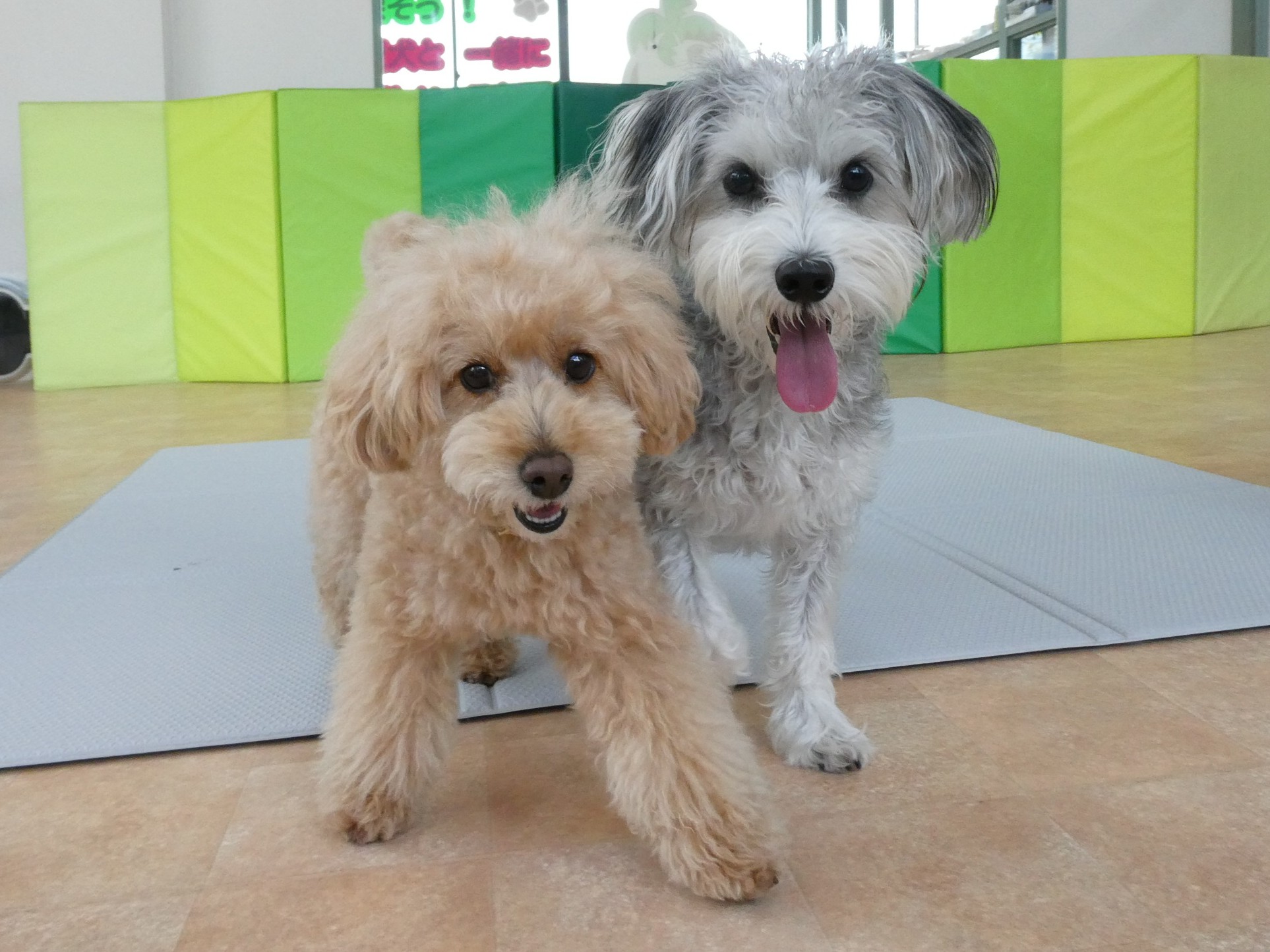 カミナリごろごろその時どうする？　　犬のしつけ教室＠アロハドギー