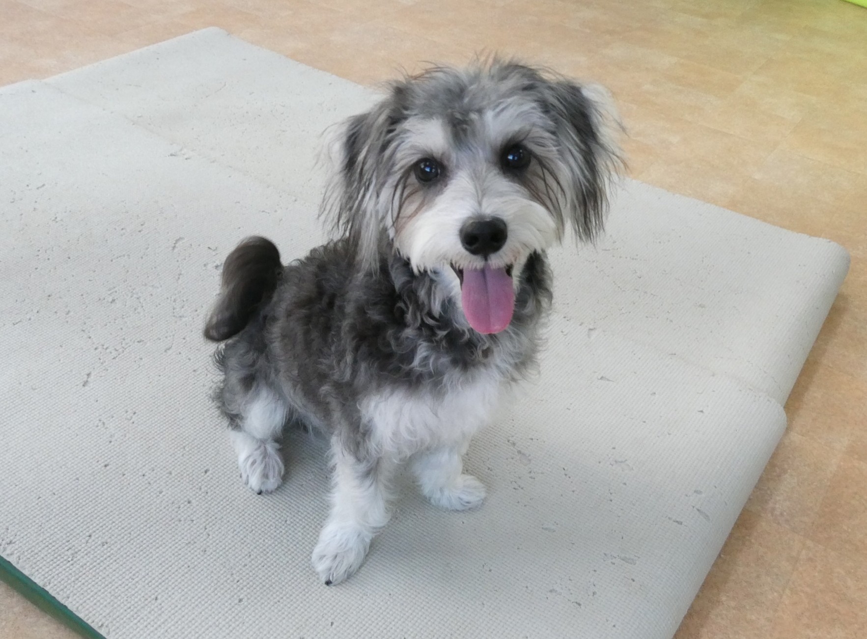 幼稚園体験に来てくれたMIX（ﾐﾆﾁｭｱｼｭﾅｳｻﾞｰ×ﾏﾙﾁｰｽﾞ）の【HOKUくん】　　犬のしつけ教室＠アロハドギー