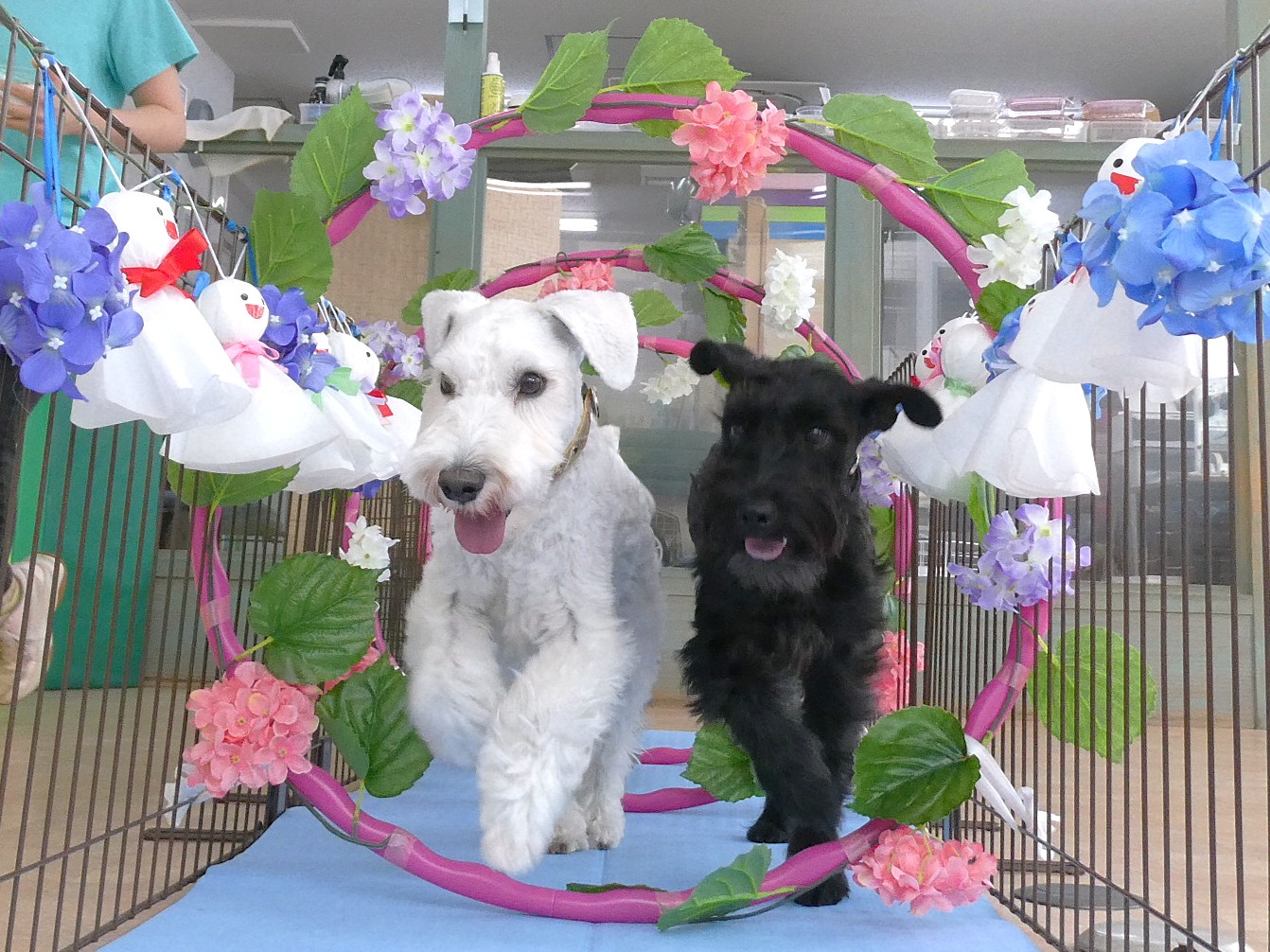 飼い主から愛犬への最初と最後のプレゼントとは。　　犬のしつけ教室＠アロハドギー