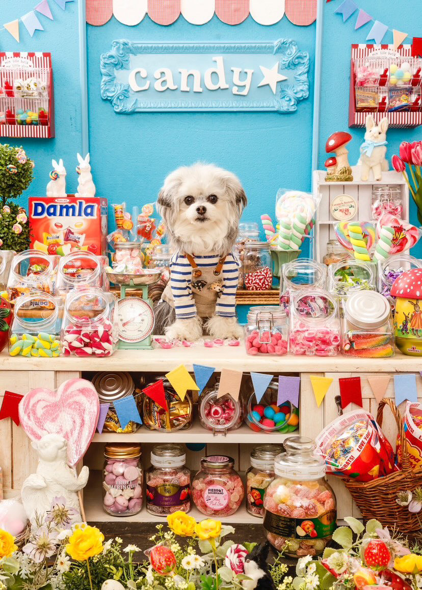 【Studio little trip】開催☆candy shop☆写真撮影会のご案内♪　　犬のしつけ教室＠アロハドギー