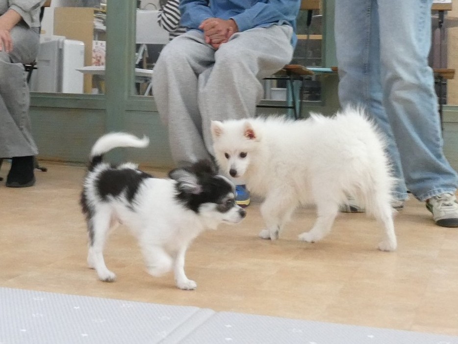 2026年8月の【パピーパーティー】のご案内(^^)/　　犬のしつけ教室＠アロハドギー